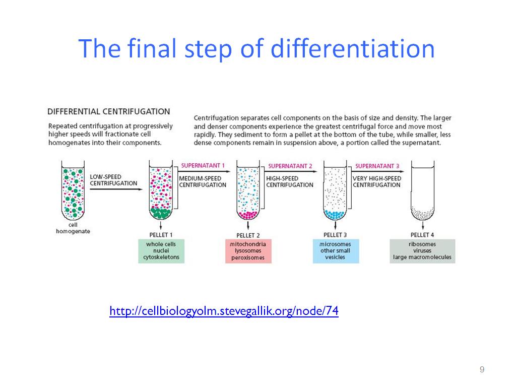 The final step of differentiation