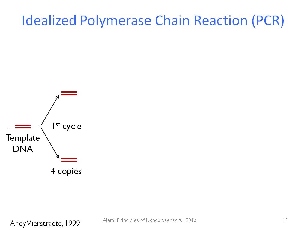 Idealized Polymerase Chain Reaction (PCR)
