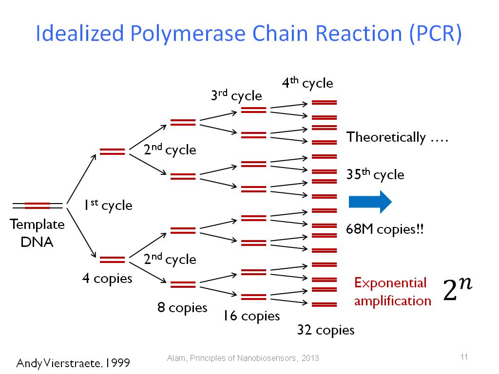 Idealized Polymerase Chain Reaction (PCR)