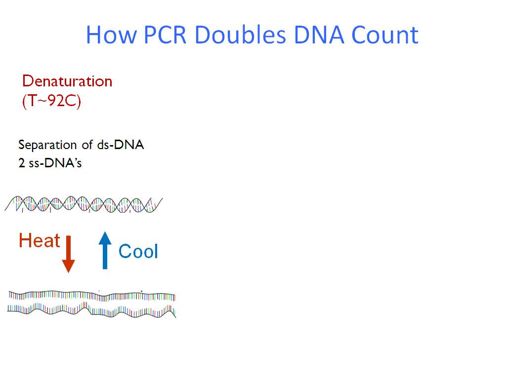 How PCR Doubles DNA Count