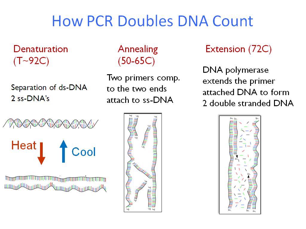 How PCR Doubles DNA Count