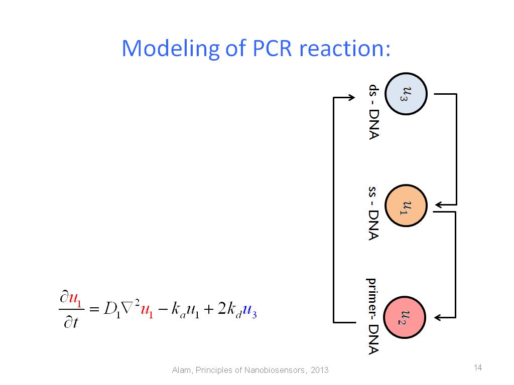 Modeling of PCR reaction: