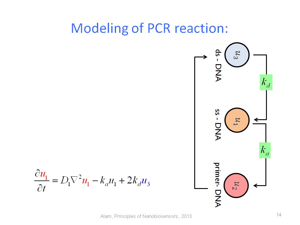 Modeling of PCR reaction: