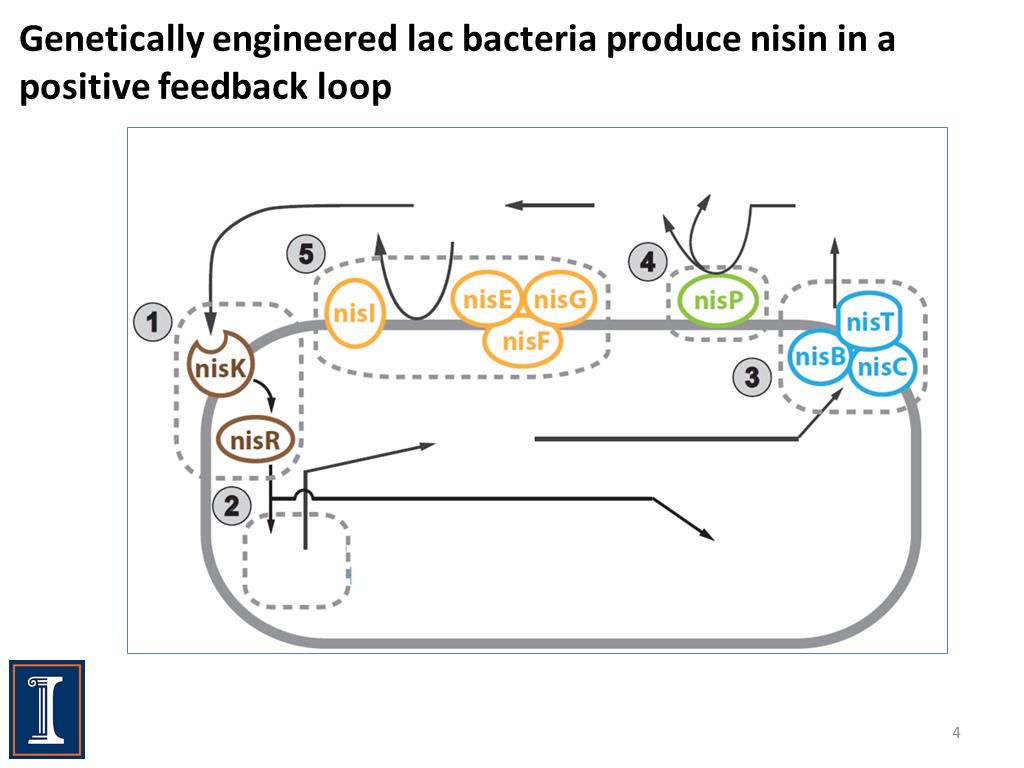 Genetically engineered lac bacteria produce nisin in a positive feedback loop