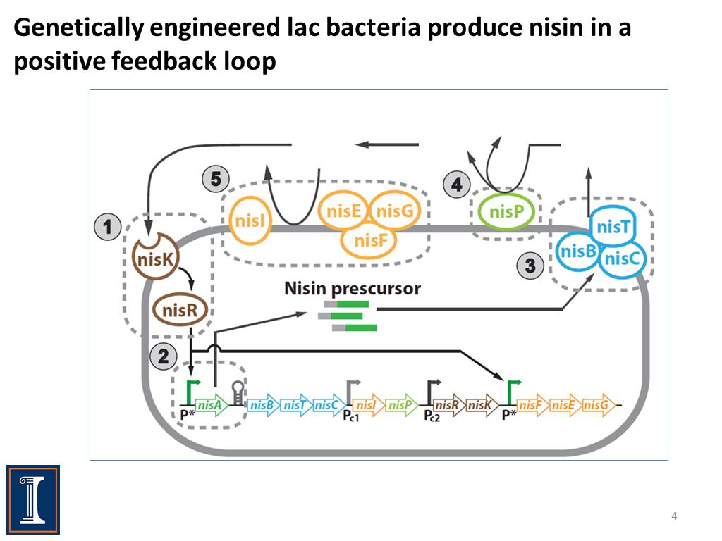 Genetically engineered lac bacteria produce nisin in a positive feedback loop