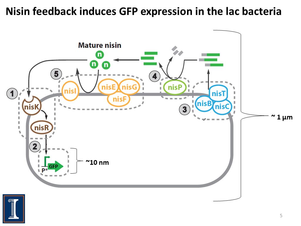 Nisin feedback induces GFP expression in the lac bacteria
