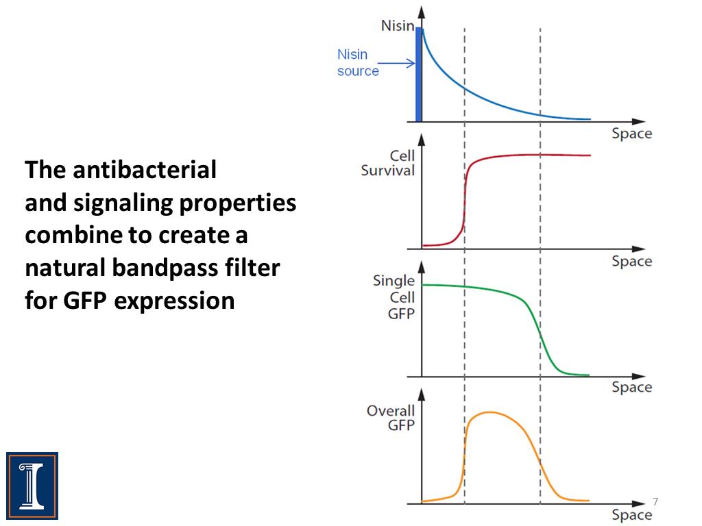 The antibacterial and signaling properties combine to create a natural bandpass filter for GFP expression