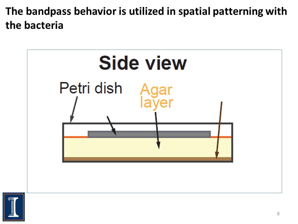 The bandpass behavior is utilized in spatial patterning with the bacteria