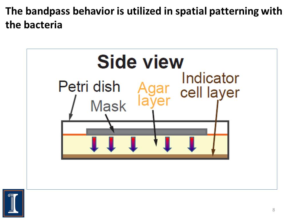 The bandpass behavior is utilized in spatial patterning with the bacteria