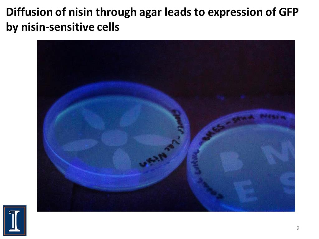 Diffusion of nisin through agar leads to expression of GFP by nisin-sensitive cells