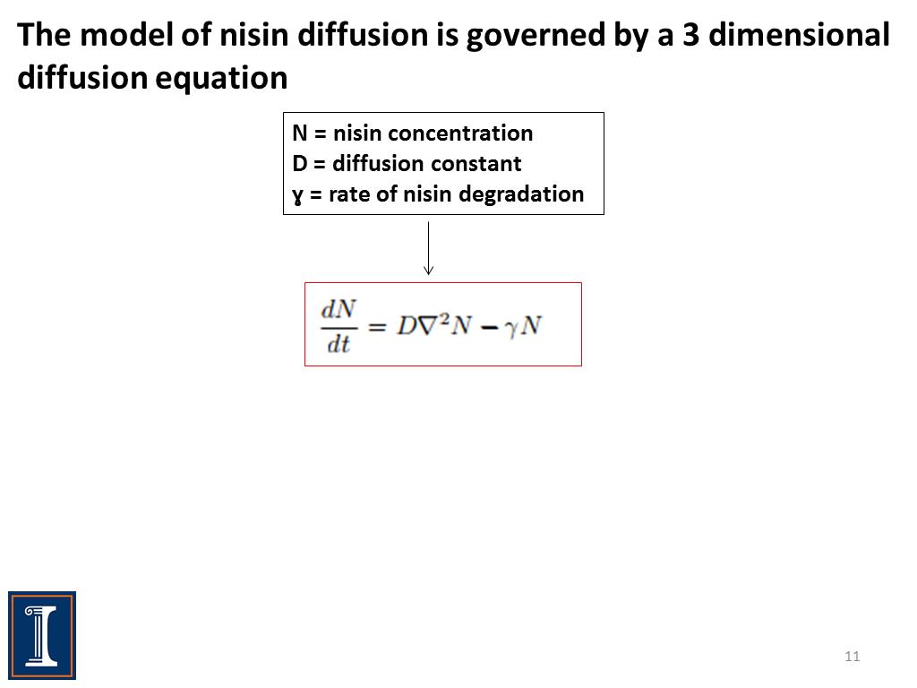 The model of nisin diffusion is governed by a 3 dimensional diffusion equation