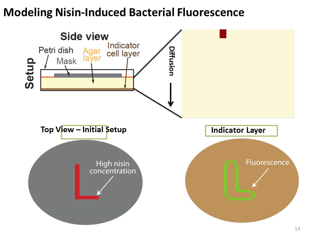 Modeling Nisin-Induced Bacterial Fluorescence