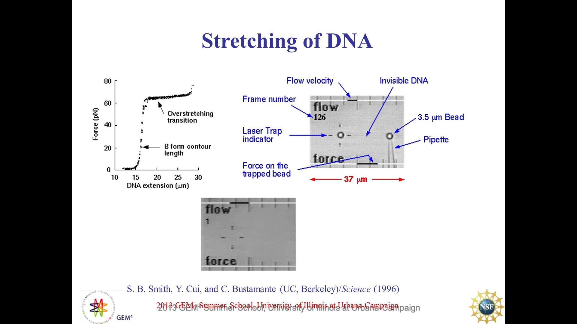 Stretching of DNA