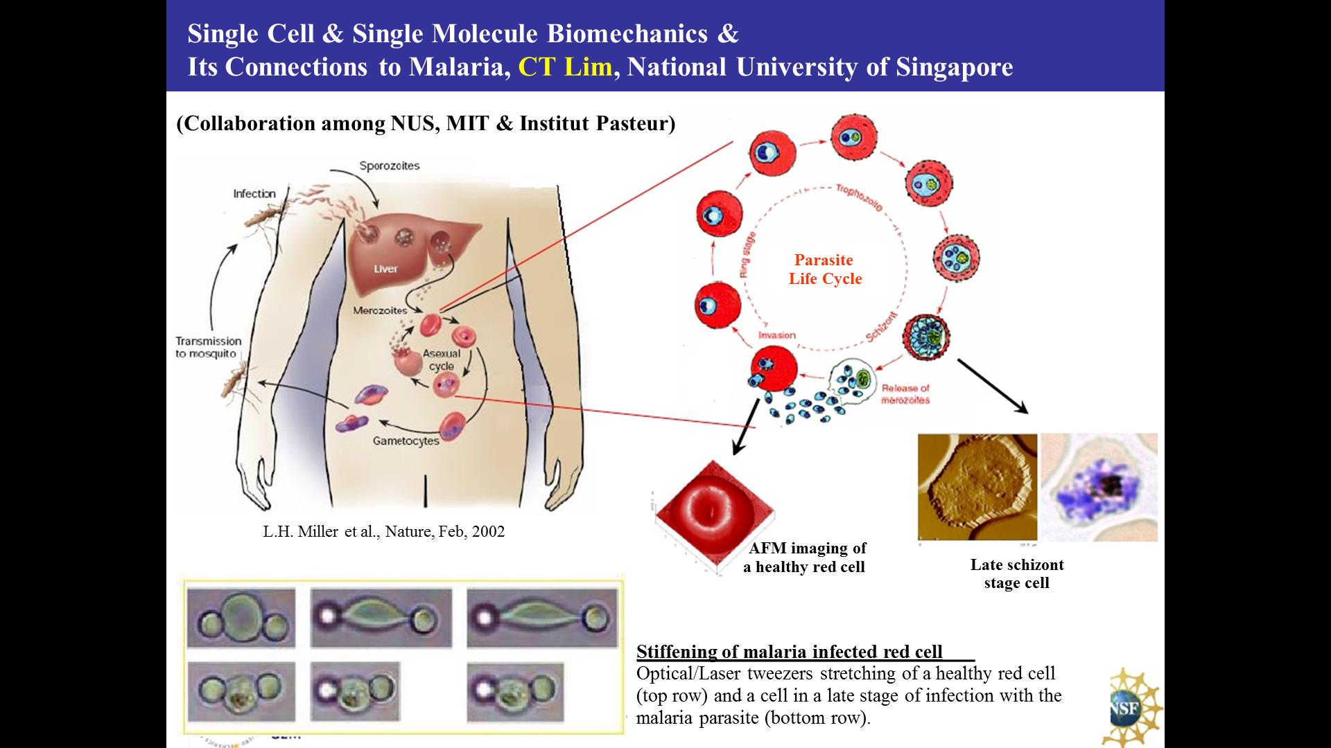 Single Cell & Single Molecule Biomechanics & Its Connections to Malaria