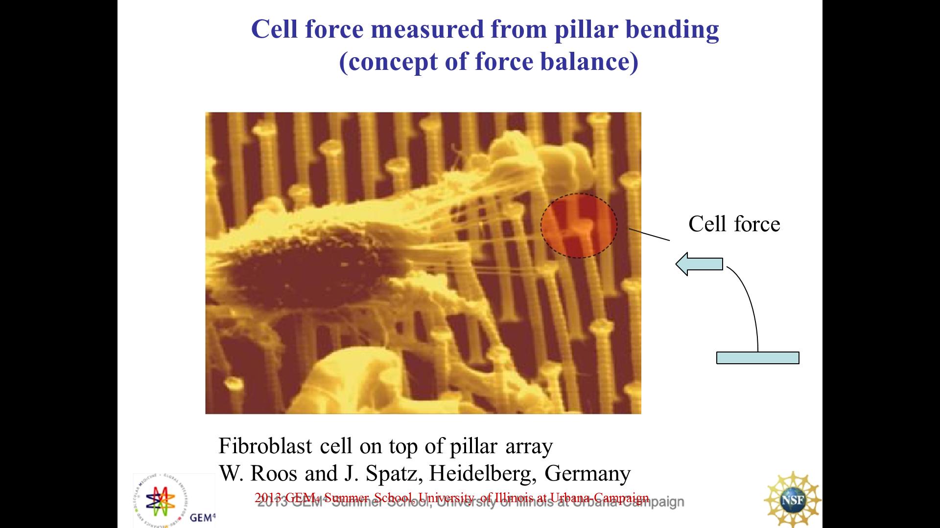 Cell force measured from pillar bending (concept of force balance)