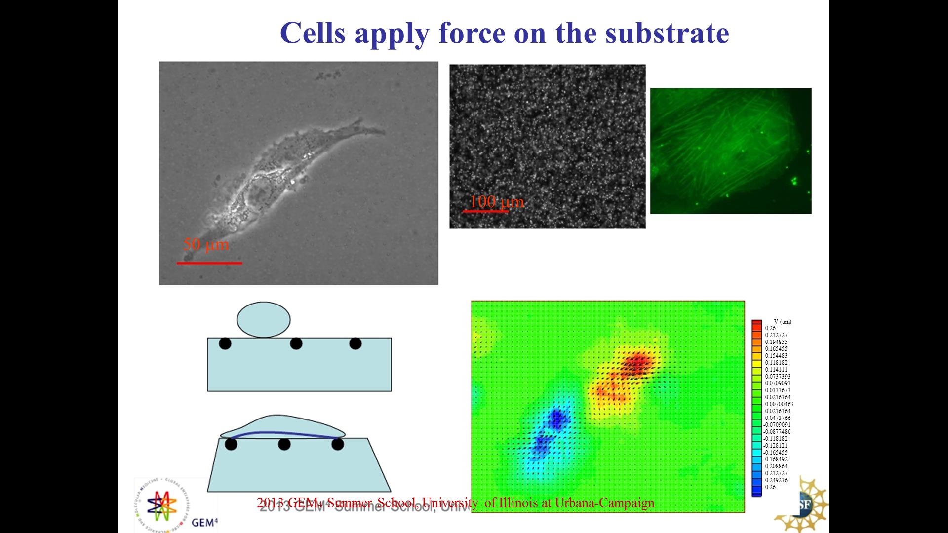 Cells apply force on the substrate