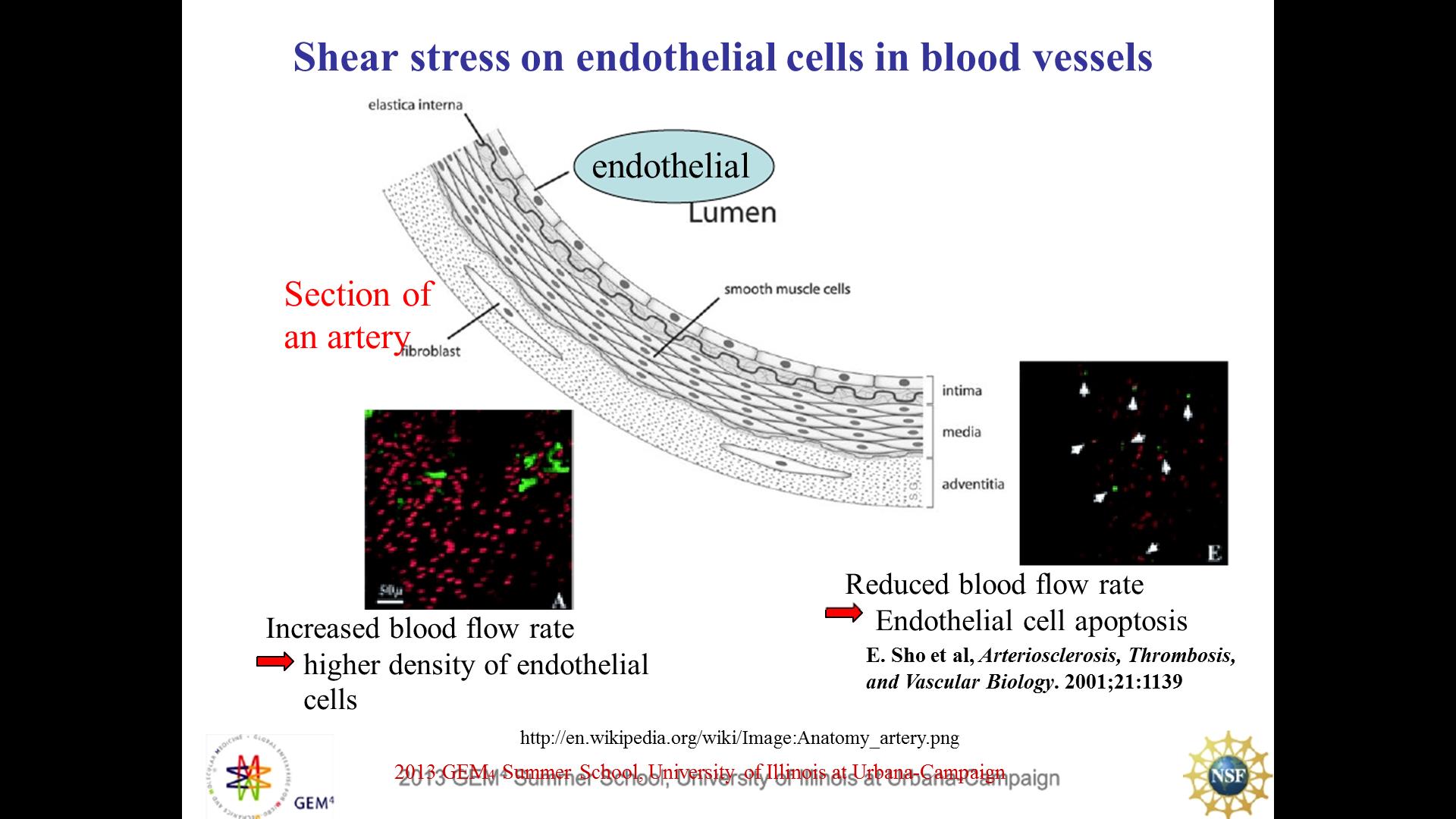 Shear stress on endothelial cells in blood vessels endothelial