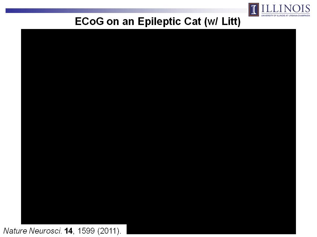 ECoG on an Epileptic Cat (w/ Litt)