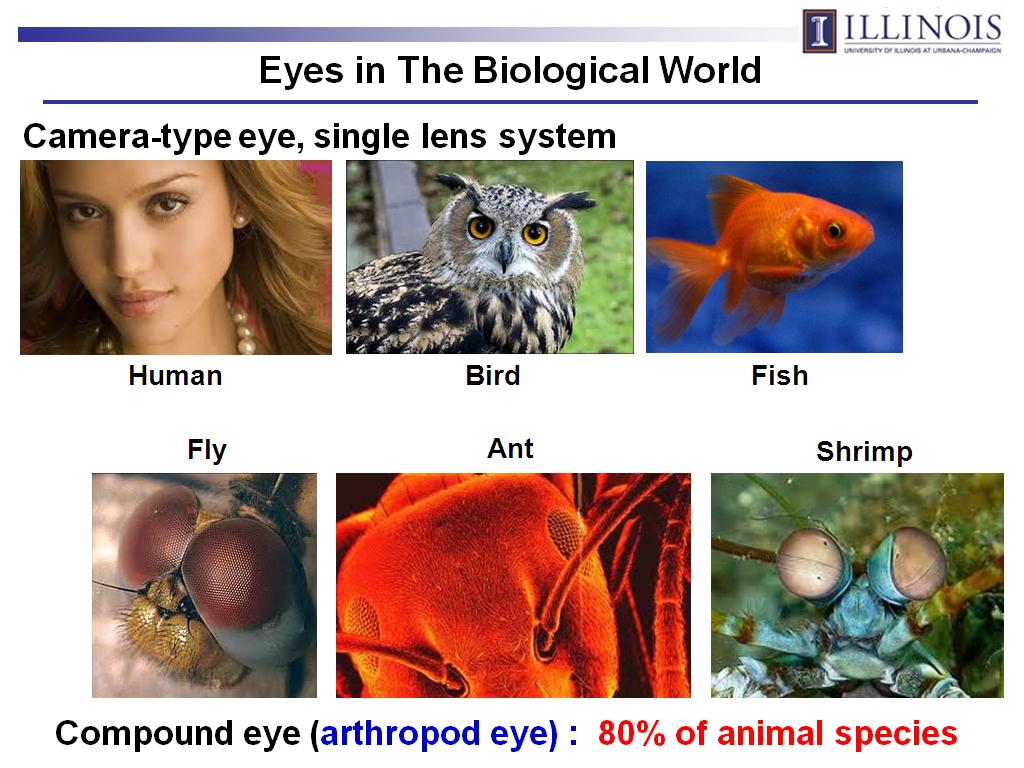 Eyes in The Biological World