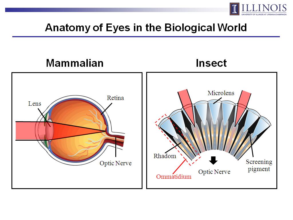 Anatomy of Eyes in the Biological World