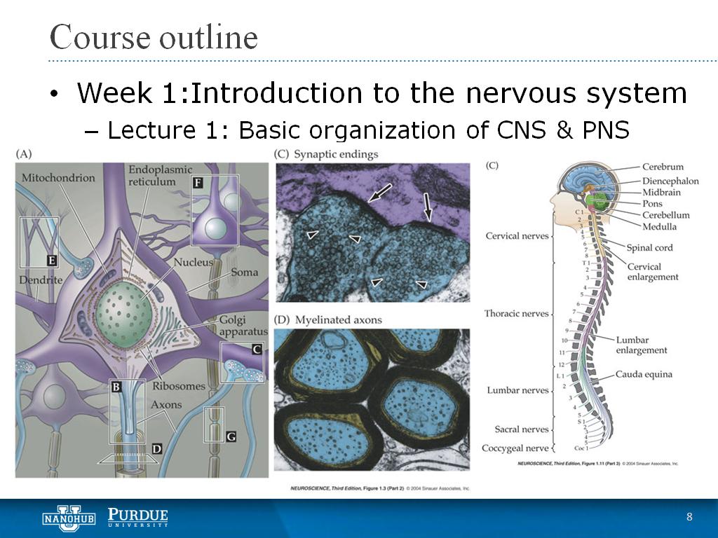 Week 1 Lecture 1: Basic organization of CNS & PNS