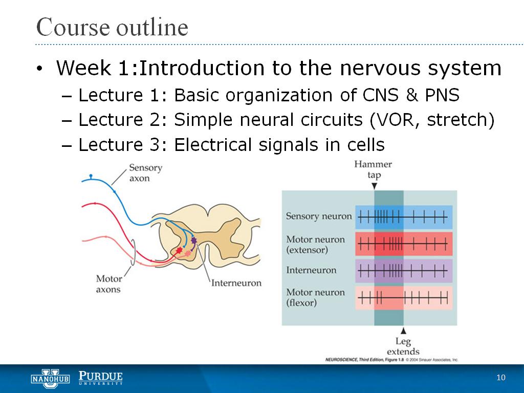 Week 1 Lecture 3: Electrical signals in cells