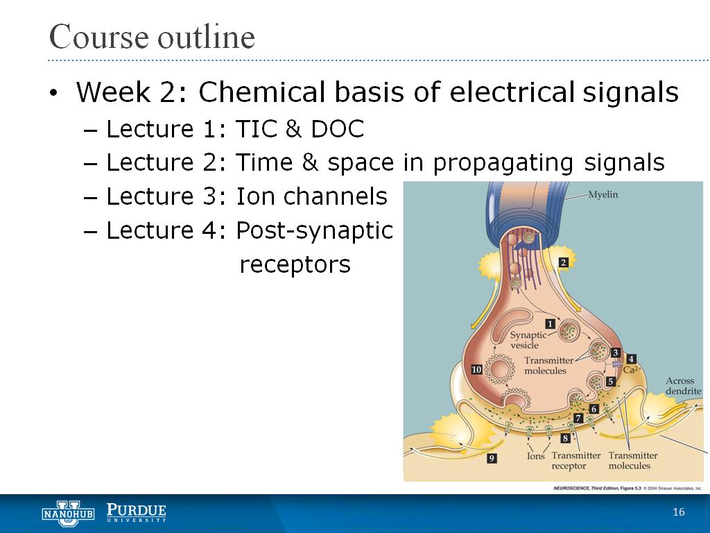 Week 2 Lecture 4: Post-synaptic receptors