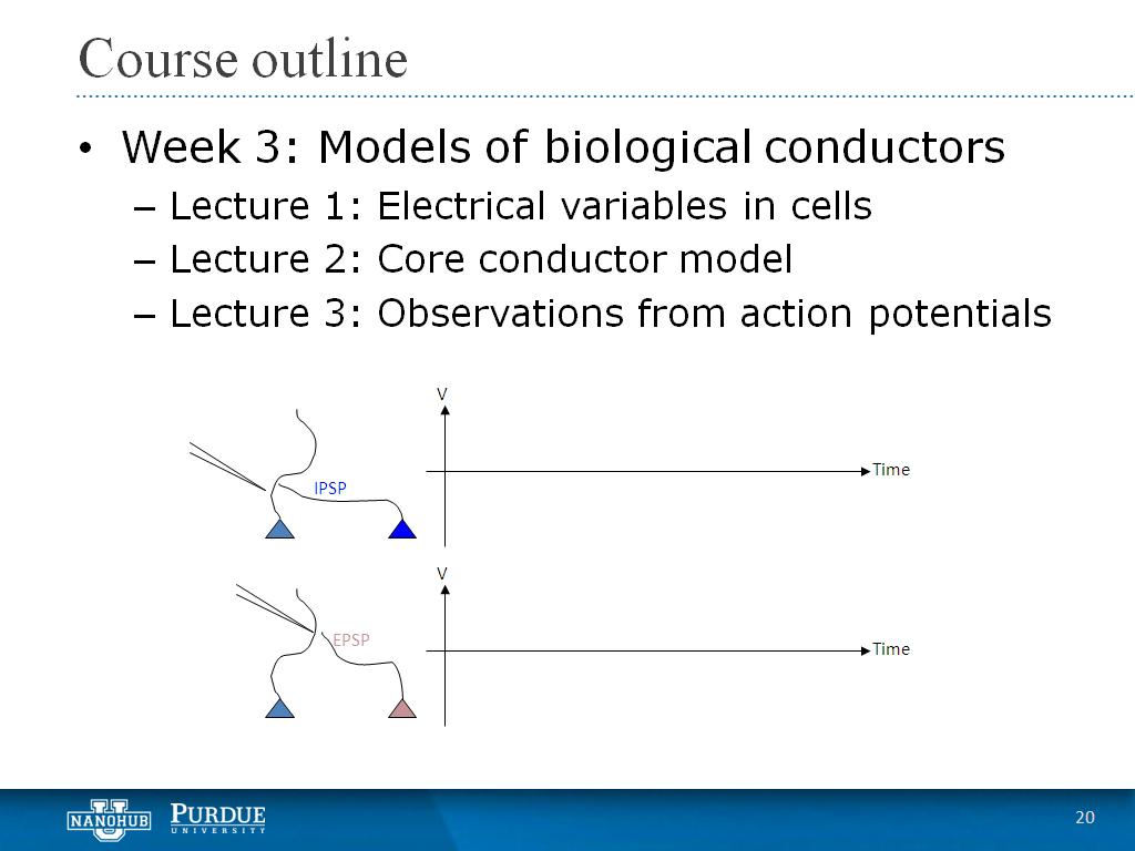 Week 3 Lecture 3: Observations from action potentials