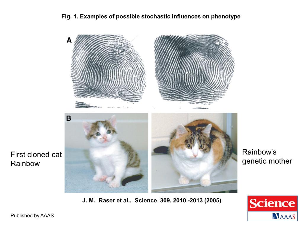 Examples of Possible Stochastic Influence on Phenotype