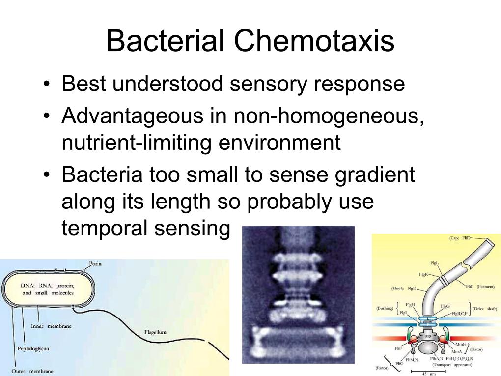 Bacterial Chemotaxis