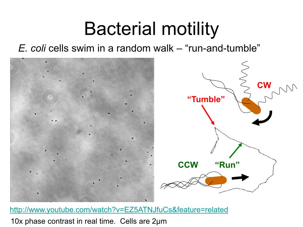 Bactrial Motility