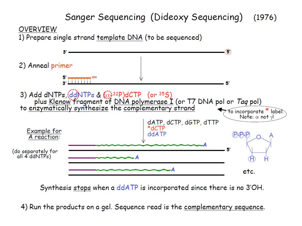 Sanger Sequencing (Dideoxy Sequencing)