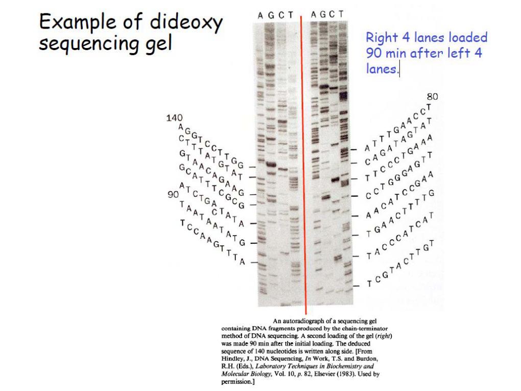 Exmple of Dideoxy Sequencing Gel