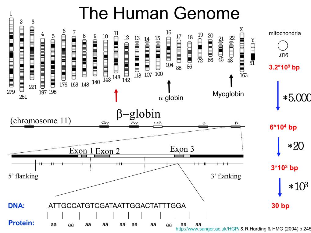 The Huan Genome