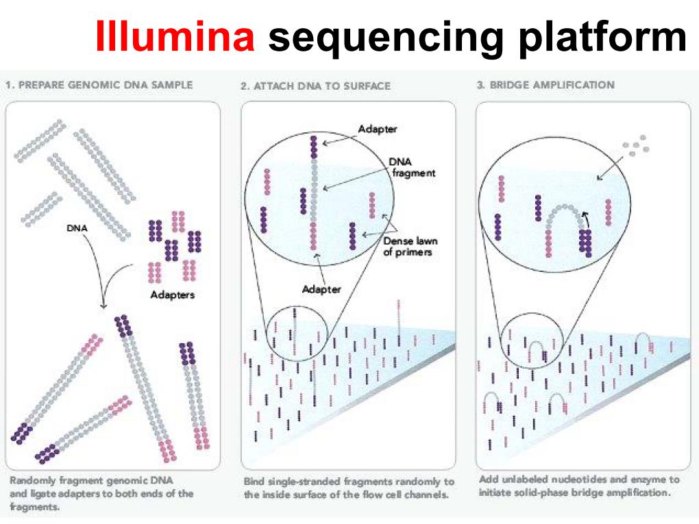 Illumina Sequencing Platform
