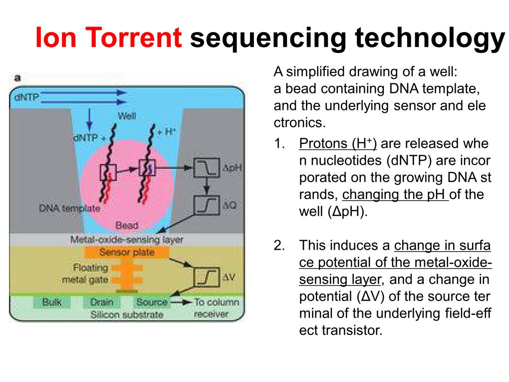 Ion Torrent Sequencing Technology