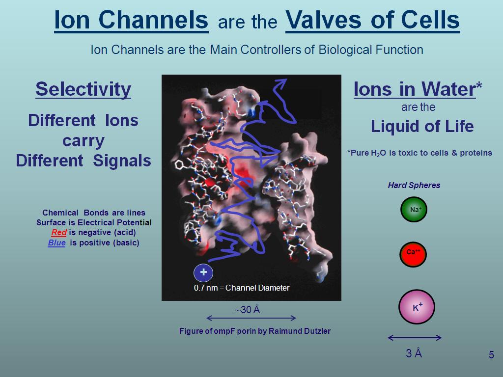 Ion Channels are the Valves of Cells Ion