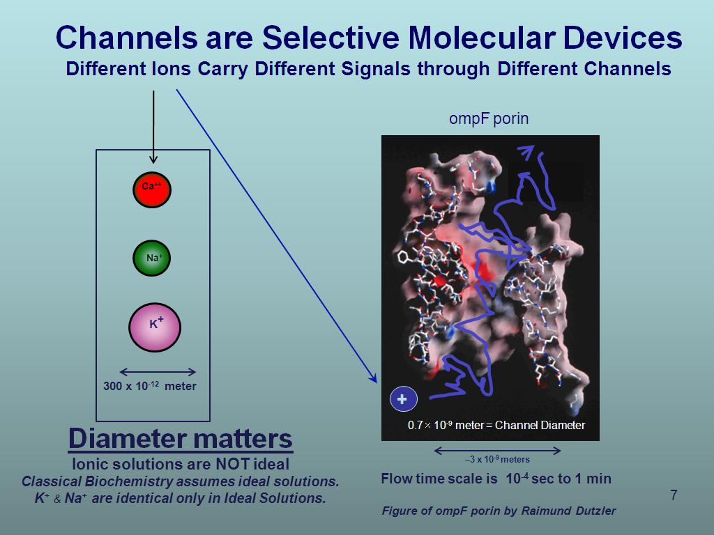 Channels are Selective Molecular Devices