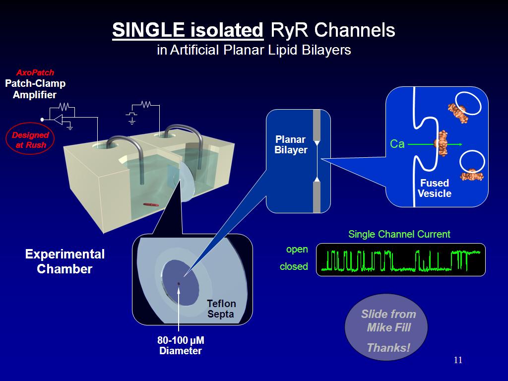 SINGLE isolated RyR Channels