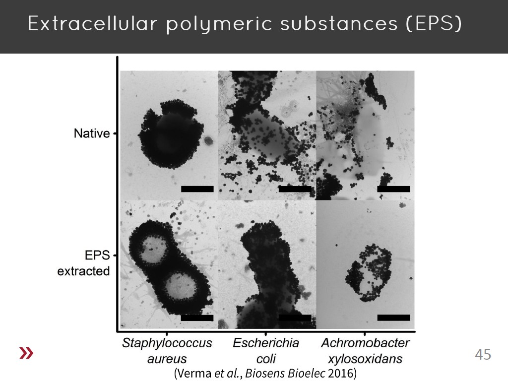 Extracellular polymeric substances (EPS)