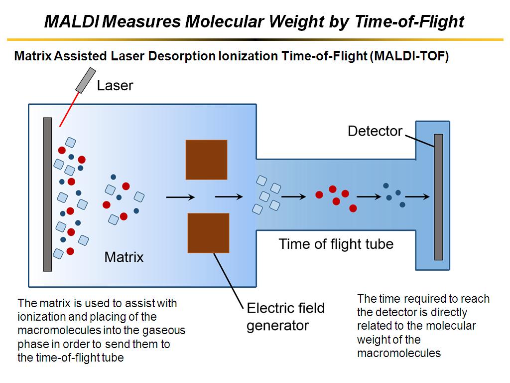 MALDI Measures Molecular Weight by Time-of-Flight
