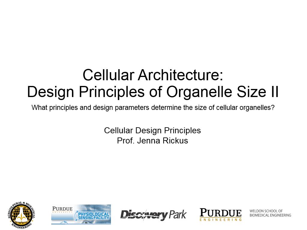 L2.2: Cellular Architecture: Design Principles of Organelle Size II