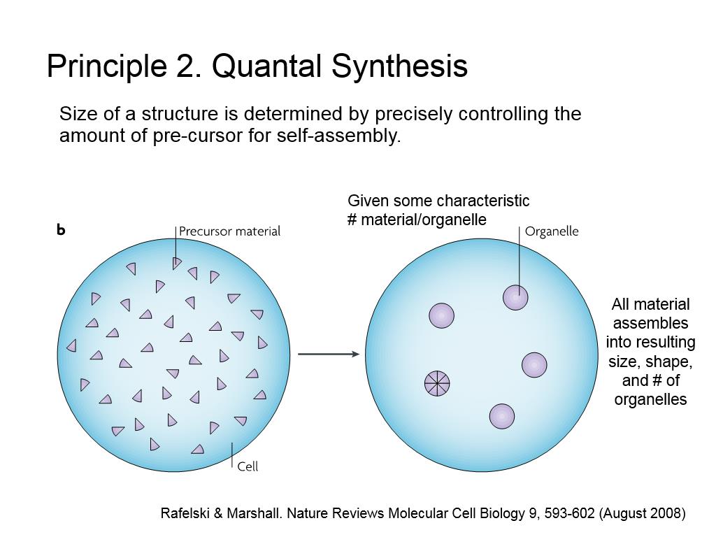 Principle 2. Quantal Synthesis