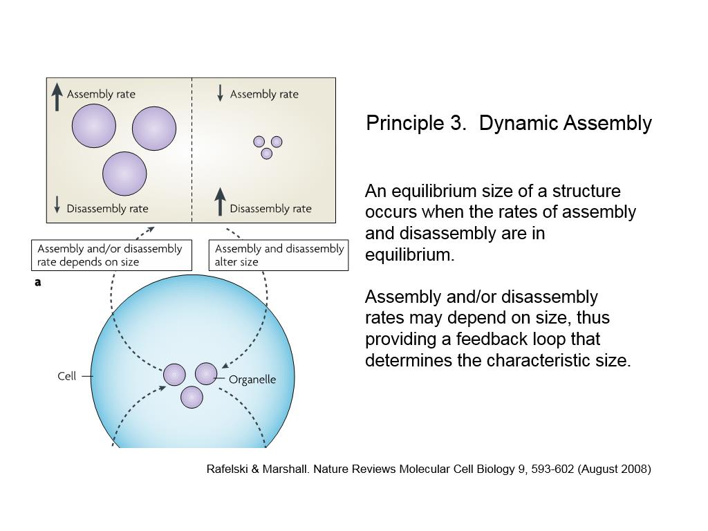 Principle 3. Dynamic Assembly