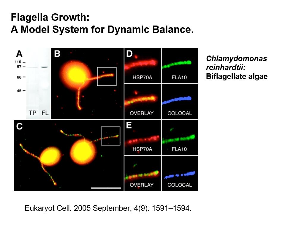 Flagella Growth