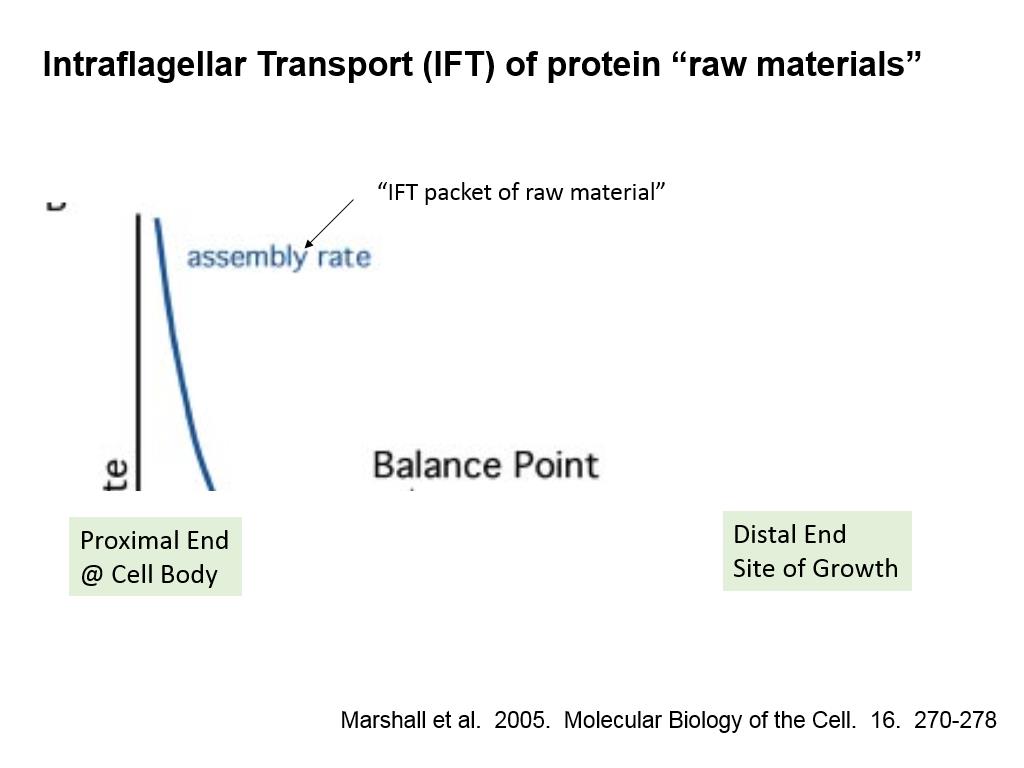 Intraflagellar Transport (IFT) of protein 