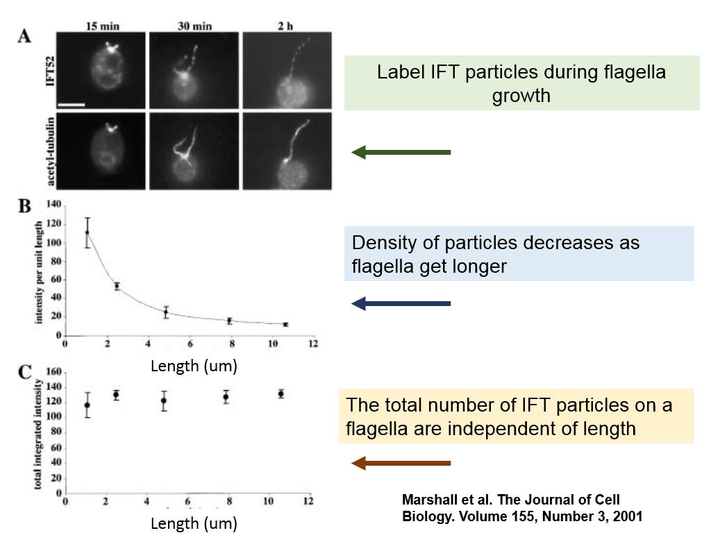 Label IFT particles during flagella growth