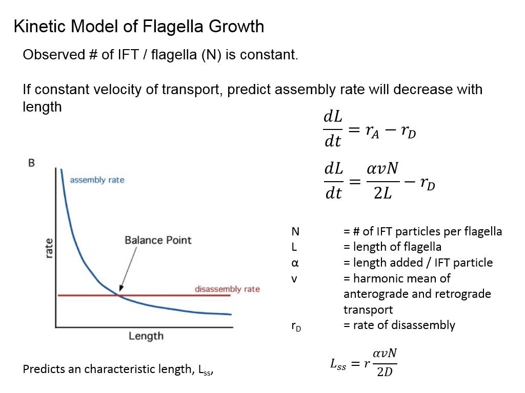 Kinetic Model of Flagella Growth