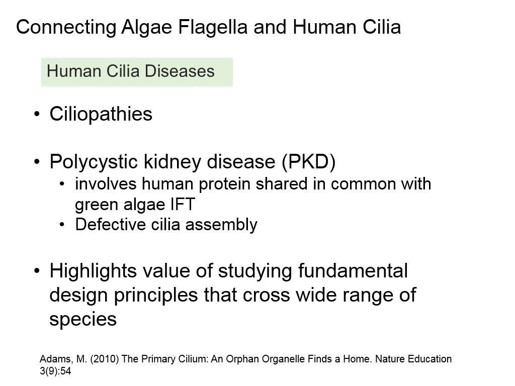 Connecting Algae Flagella and Human Cilia