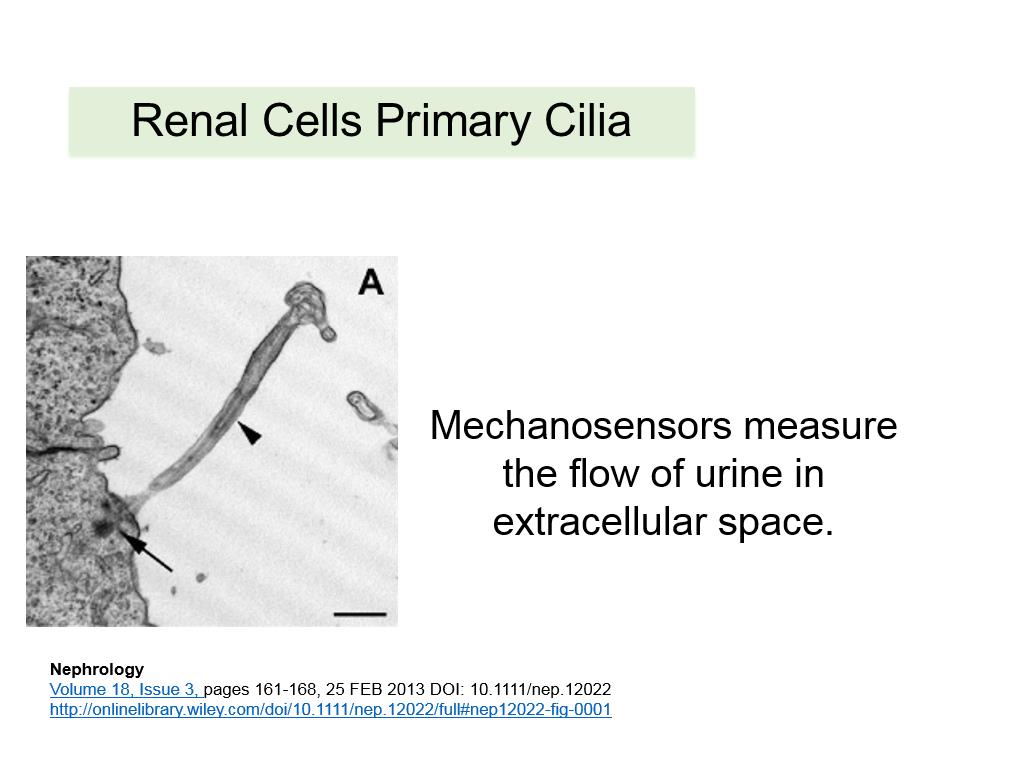 Renal Cells Primary Cilia